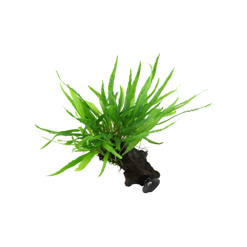 Tropica Microsorum pteropus 'Narrow' mit Saugnapf - 1 Stk