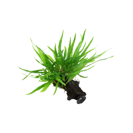 Tropica Microsorum pteropus 'Narrow' mit Saugnapf - 1 Stk