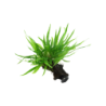 Tropica Microsorum pteropus 'Narrow' mit Saugnapf - 1 Stk