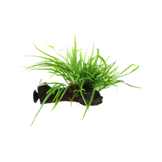Tropica Microsorum pteropus 'Trident' mit Saugnapf - 1 Stk