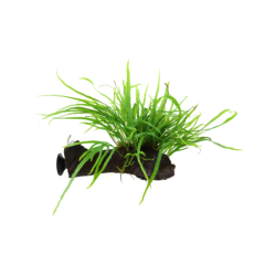Tropica Microsorum pteropus 'Trident' mit Saugnapf - 1 Stk