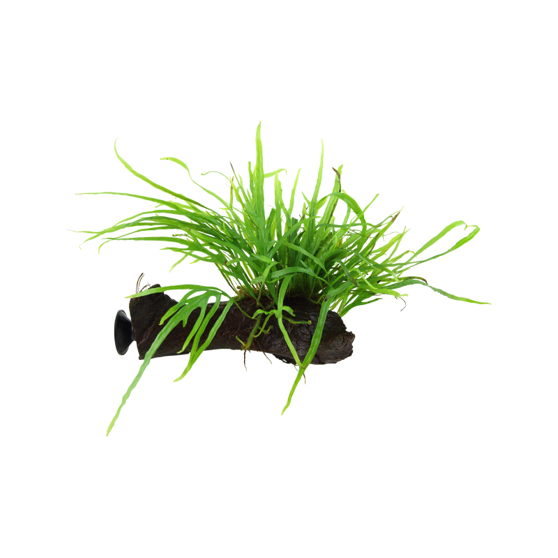 Tropica Microsorum pteropus 'Trident' mit Saugnapf - 1 Stk