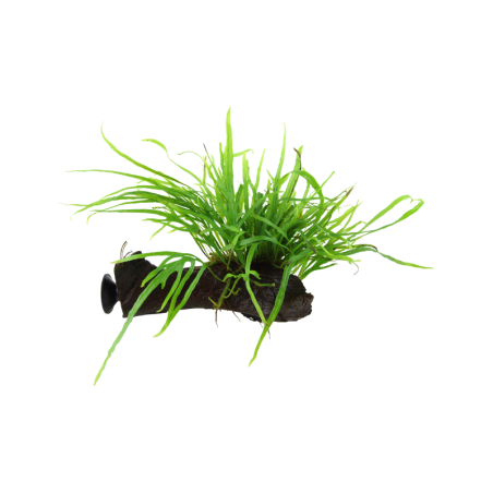 Tropica Microsorum pteropus 'Trident' mit Saugnapf - 1 Stk