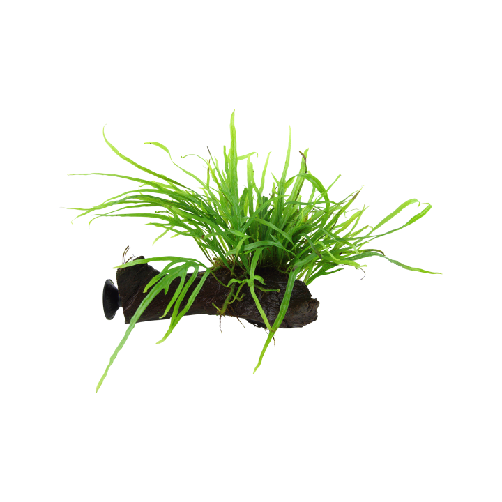Tropica Microsorum pteropus 'Trident' mit Saugnapf - 1 Stk
