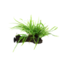 Tropica Microsorum pteropus 'Trident' mit Saugnapf - 1 Stk