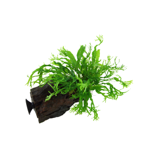 Tropica Microsorum pteropus 'Windeløv' mit Saugnapf - 1 Stk