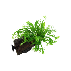 Tropica Microsorum pteropus 'Windeløv' mit Saugnapf - 1 Stk