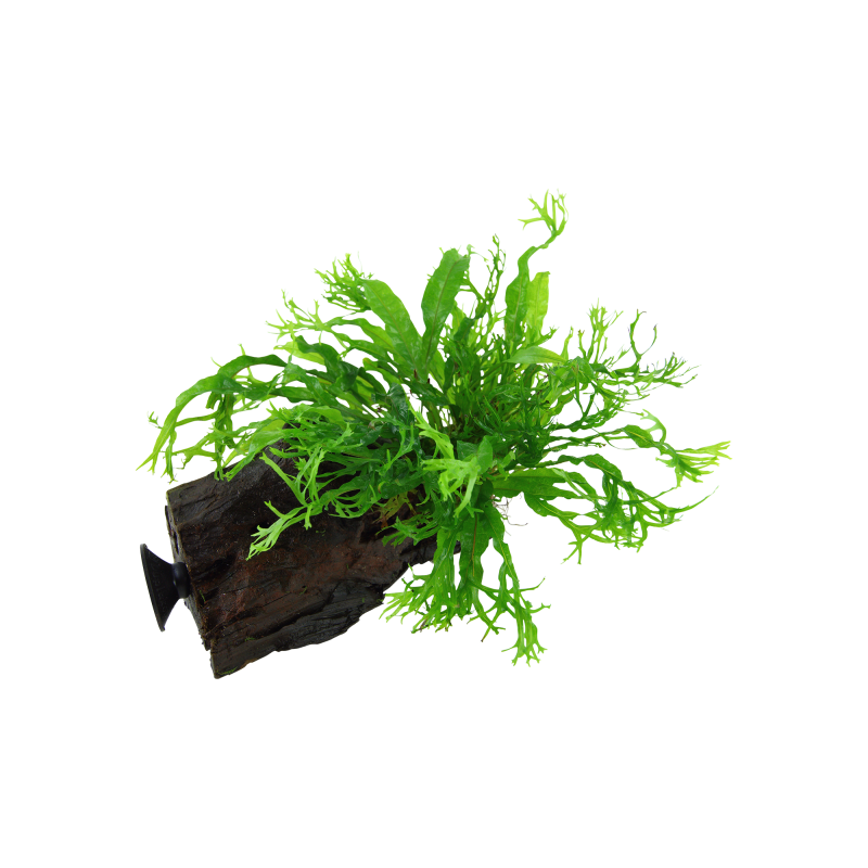 Tropica Microsorum pteropus 'Windeløv' mit Saugnapf - 1 Stk