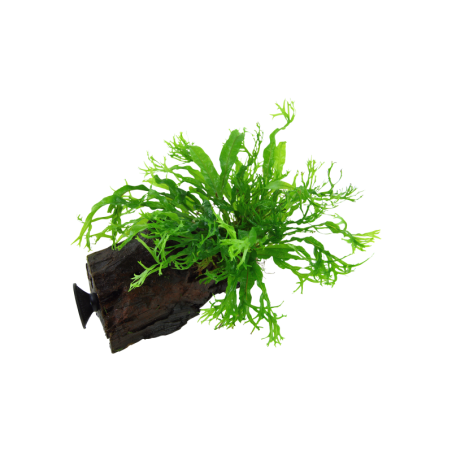 Tropica Microsorum pteropus 'Windeløv' mit Saugnapf - 1 Stk