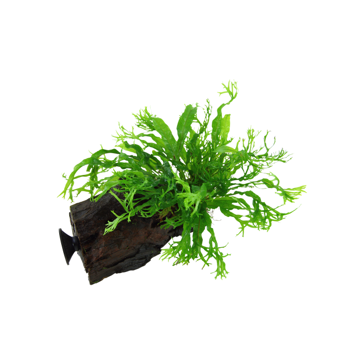 Tropica Microsorum pteropus 'Windeløv' mit Saugnapf - 1 Stk