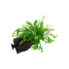 Tropica Microsorum pteropus 'Windeløv' mit Saugnapf - 1 Stk