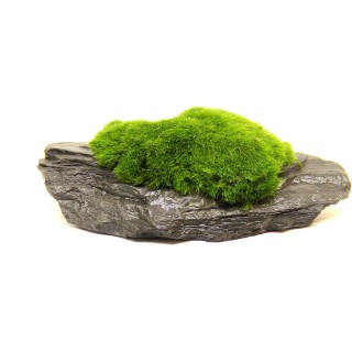 Dennerle Plants Aegagropila  Slate Rock - 1 Stk