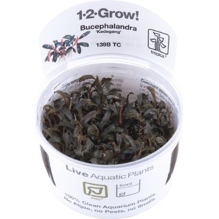 Tropica Bucephalandra 'Kedagang' CUP - 1 Stk