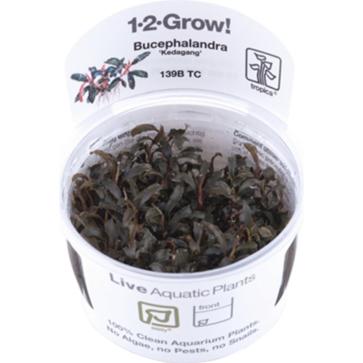 Tropica Bucephalandra 'Kedagang' CUP - 1 Stk