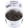 Tropica Bucephalandra 'Kedagang' CUP - 1 Stk