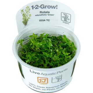 Tropica Rotala rotundifolia 'Green' CUP - 1 Stk