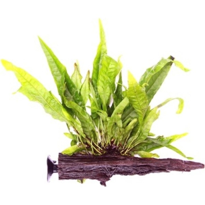 Dennerle Plants Microsorum pteropus auf Wurzel mit Saugnapf - 1 Stk