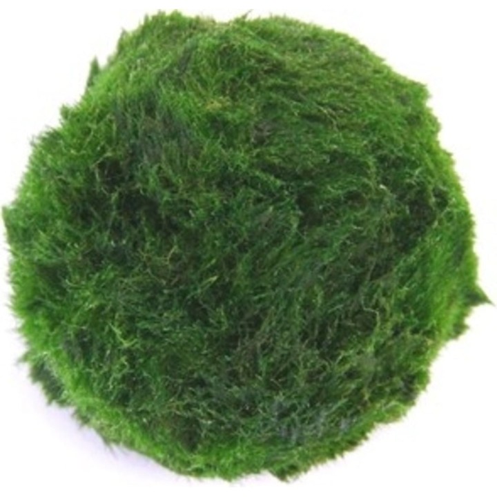 Dennerle Plants Aegagropila linnaei - 1 Stk