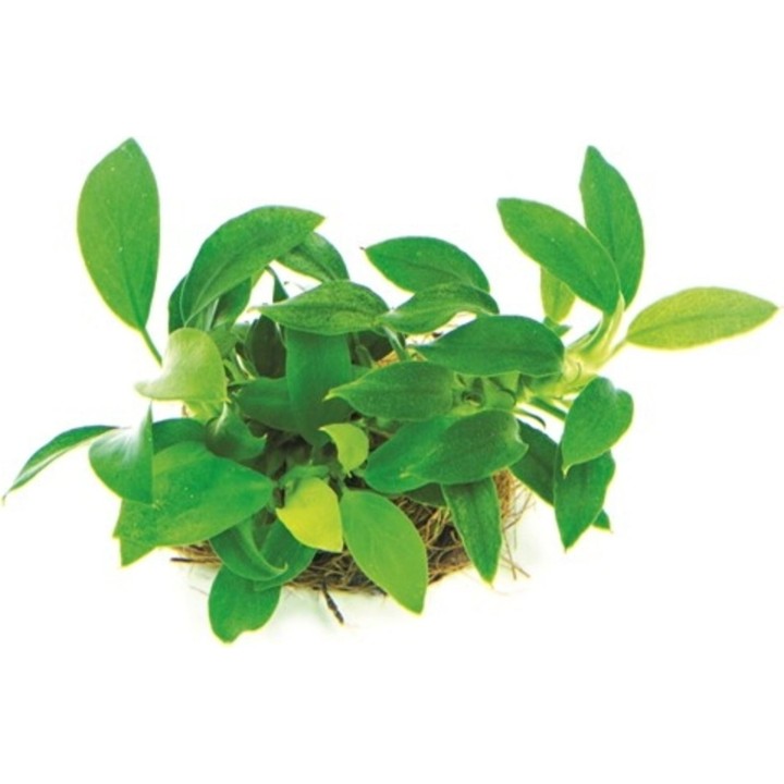 Dennerle Plants Anubias nana Bonsai - 1 Stk