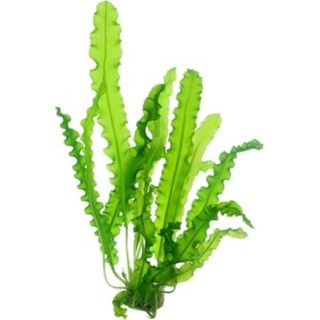 Dennerle Plants Aponogeton longiplumululosus - Knollenpflanze - 1 Stk