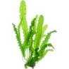 Dennerle Plants Aponogeton longiplumululosus - Knollenpflanze - 1 Stk