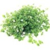 Dennerle Plants Bacopa australis - 1 Stk
