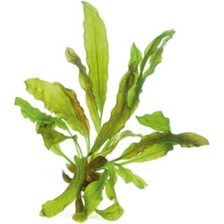 Dennerle Plants Echinodorus - Python - 1 Stk