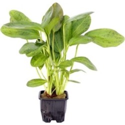 Dennerle Plants Echinodorus - Ozelot, groß - XL