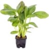 Dennerle Plants Echinodorus - Ozelot, groß - XL