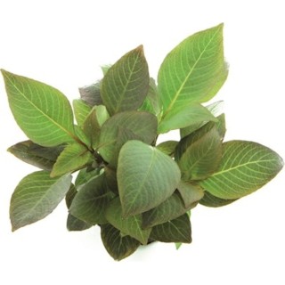 Dennerle Plants Hygrophila corymbosa Compact - 1 Stk