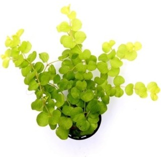 Dennerle Plants Lysimachia nummularia 'Aurea' - 1 Stk