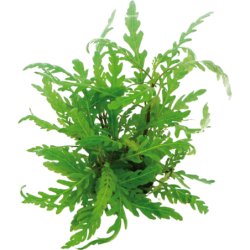 Dennerle Plants Hygrophila pinnatifida - 1 Stk