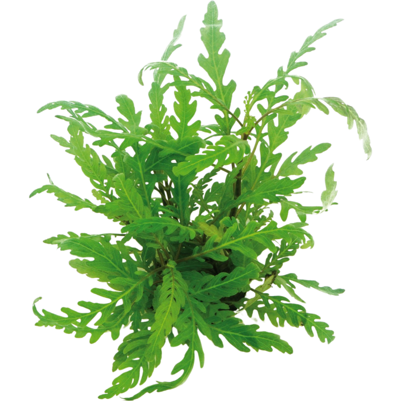 Dennerle Plants Hygrophila pinnatifida - 1 Stk