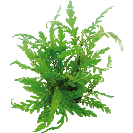Dennerle Plants Hygrophila pinnatifida - 1 Stk