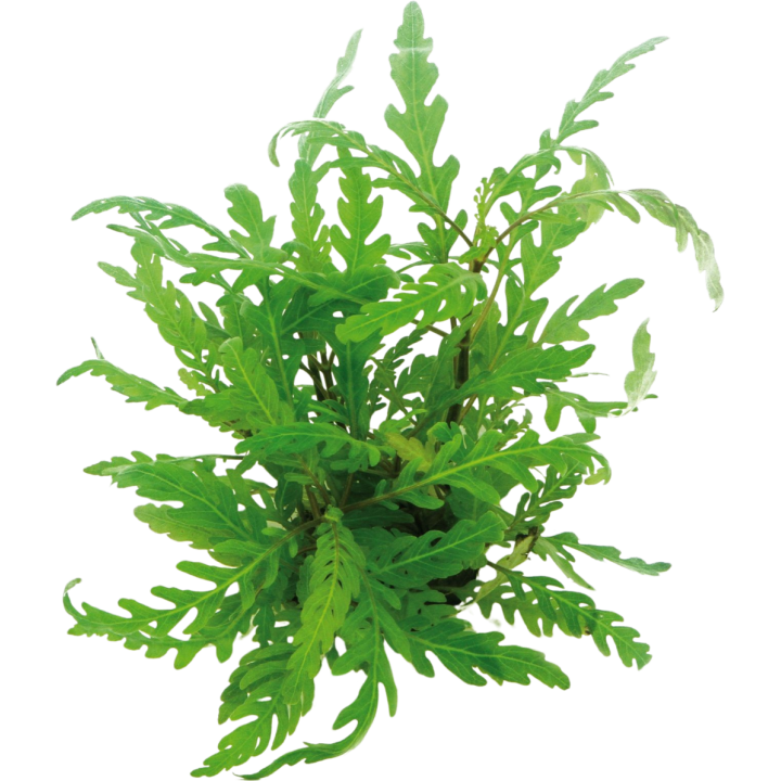 Dennerle Plants Hygrophila pinnatifida - 1 Stk