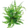 Dennerle Plants Hygrophila pinnatifida - 1 Stk
