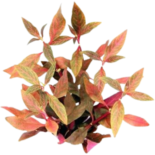 Dennerle Plants Alternanthera reineckii Red Ruby - 1 Stk