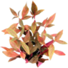 Dennerle Plants Alternanthera reineckii Red Ruby - 1 Stk