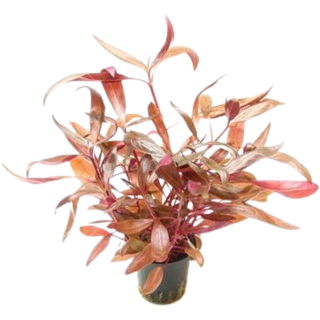 Dennerle Plants Alternanthera reineckii Rot - 1 Stk