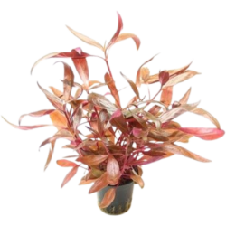 Dennerle Plants Alternanthera reineckii Rot - 1 Stk