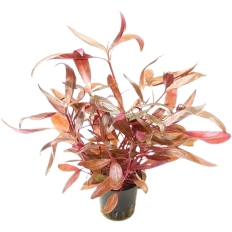 Dennerle Plants Alternanthera reineckii Rot - 1 Stk