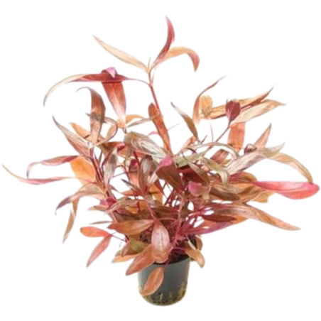 Dennerle Plants Alternanthera reineckii Rot - 1 Stk