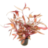 Dennerle Plants Alternanthera reineckii Rot - 1 Stk
