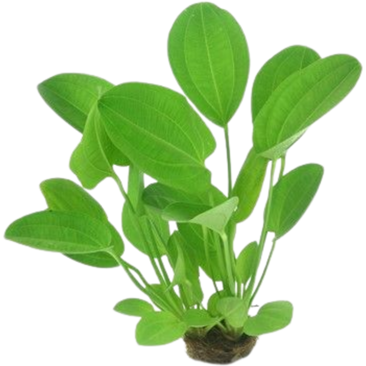 Dennerle Plants Echinodorus cordifolius - Harbich Red - 1 Stk