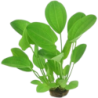 Dennerle Plants Echinodorus cordifolius - Harbich Red - 1 Stk