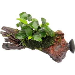 Dennerle Plants Anubias nana Bonsai auf Nanowood mit Sauger - 1 Stk