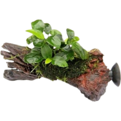 Dennerle Plants Anubias nana Bonsai auf Nanowood mit Sauger - 1 Stk