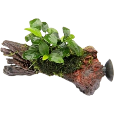 Dennerle Plants Anubias nana Bonsai auf Nanowood mit Sauger - 1 Stk