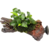 Dennerle Plants Anubias nana Bonsai auf Nanowood mit Sauger - 1 Stk