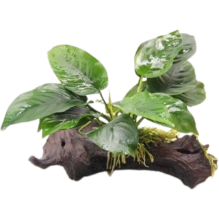 Dennerle Plants Anubias barteri auf Wurzel mit Saugnapf - 1 Stk